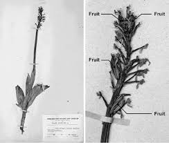Attēlu rezultāti vaicājumam “Orchis militaris”