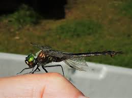 Attēlu rezultāti vaicājumam “Somatochlora flavomaculata”