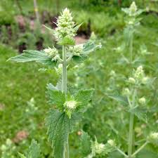 Image result for Nepeta cataria