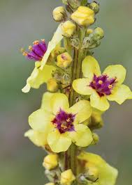 Image result for Verbascum nigrum