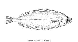 Image result for Reinhardtius hippoglossoides