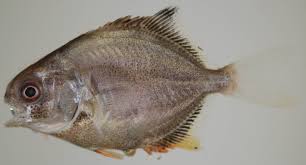 Image result for Trachinotus falcatus