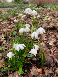 Attēlu rezultāti vaicājumam “Leucojum vernum var. vernum flower”