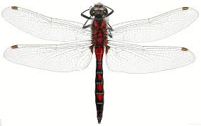 Attēlu rezultāti vaicājumam “Leucorrhinia rubicunda”