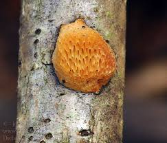 Attēlu rezultāti vaicājumam “Dichomitus campestris”