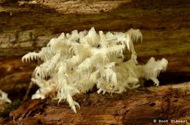 Attēlu rezultāti vaicājumam “Lentaria sp.”