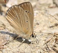 Attēlu rezultāti vaicājumam “Agrodiaetus damon”