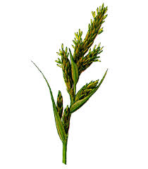 Attēlu rezultāti vaicājumam “Carex arenaria  leaf”