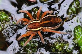 Attēlu rezultāti vaicājumam “Dolomedes fimbriatus”