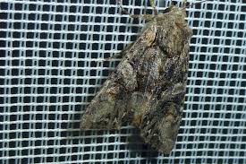 Attēlu rezultāti vaicājumam “Lacanobia contigua imago”