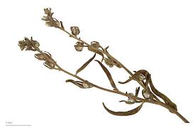 Attēlu rezultāti vaicājumam “Lithospermum officinale flower”