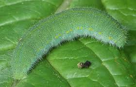 Attēlu rezultāti vaicājumam “Pieris rapae”