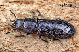 Attēlu rezultāti vaicājumam “Trogossitidae”