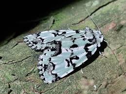 Attēlu rezultāti vaicājumam “Moma alpium”