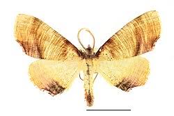 Attēlu rezultāti vaicājumam “Plagodis dolabraria”