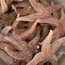 Image result for Cucumaria frondosa