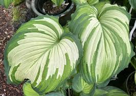 Image result for Hosta Warpaint