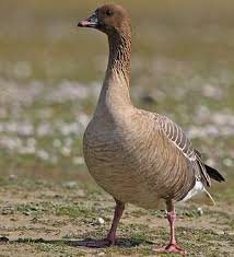 Attēlu rezultāti vaicājumam “Anser brachyrhynchus adult”
