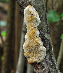 Attēlu rezultāti vaicājumam “Dichomitus campestris”