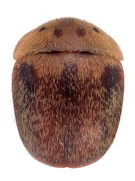 Attēlu rezultāti vaicājumam “Cychramus variegatus”