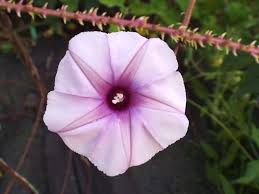 Image result for Ipomoea Lavender