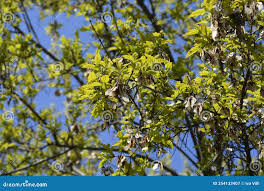 Attēlu rezultāti vaicājumam “Acer tataricum bud”