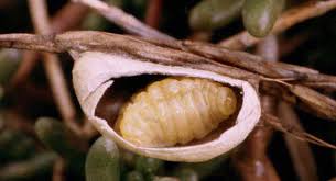 Attēlu rezultāti vaicājumam “Zygaena cocoon”