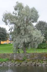 Attēlu rezultāti vaicājumam “Salix alba var. sericea”