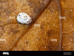 Attēlu rezultāti vaicājumam “Aleurochiton aceris nymph”