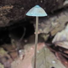 Attēlu rezultāti vaicājumam “Mycena”
