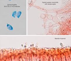 Attēlu rezultāti vaicājumam “Clavaria fumosa”