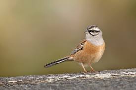 Image result for Emberiza cia