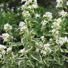 Attēlu rezultāti vaicājumam “Lunaria rediviva flower”