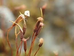 Attēlu rezultāti vaicājumam “Barbula unguiculata macro”
