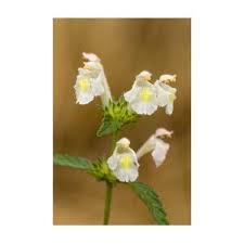 Image result for Galeopsis segetum