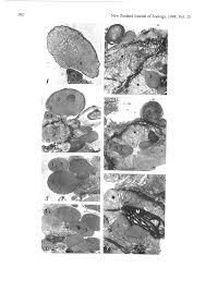 Attēlu rezultāti vaicājumam “Strongylosoma pallipes”
