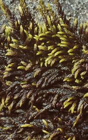 Attēlu rezultāti vaicājumam “Pterigynandrum filiforme”