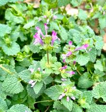 Attēlu rezultāti vaicājumam “Lamium amplexicaule flower”
