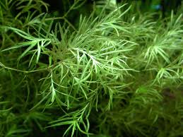 Attēlu rezultāti vaicājumam “Najadaceae”