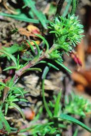 Attēlu rezultāti vaicājumam “Scleranthus annuus”