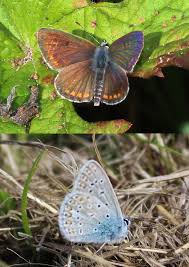 Attēlu rezultāti vaicājumam “Polyommatus icarus female”