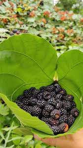 Attēlu rezultāti vaicājumam “Rubus plicatus fruit”