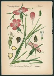 Image result for Agrostemma githago