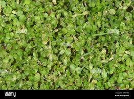 Attēlu rezultāti vaicājumam “Stellaria pallida”