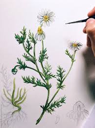 Attēlu rezultāti vaicājumam “Matricaria chamomilla”