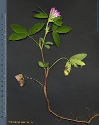 Attēlu rezultāti vaicājumam “Trifolium medium”