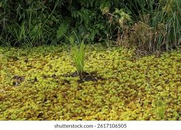 Attēlu rezultāti vaicājumam “Sphagnum cuspidatum”