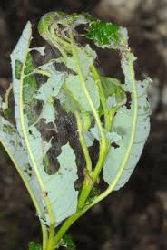 Attēlu rezultāti vaicājumam “Nycteola degenerana”