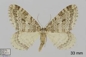 Attēlu rezultāti vaicājumam “Epirrita sp.”