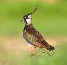 Attēlu rezultāti vaicājumam “Vanellus vanellus”